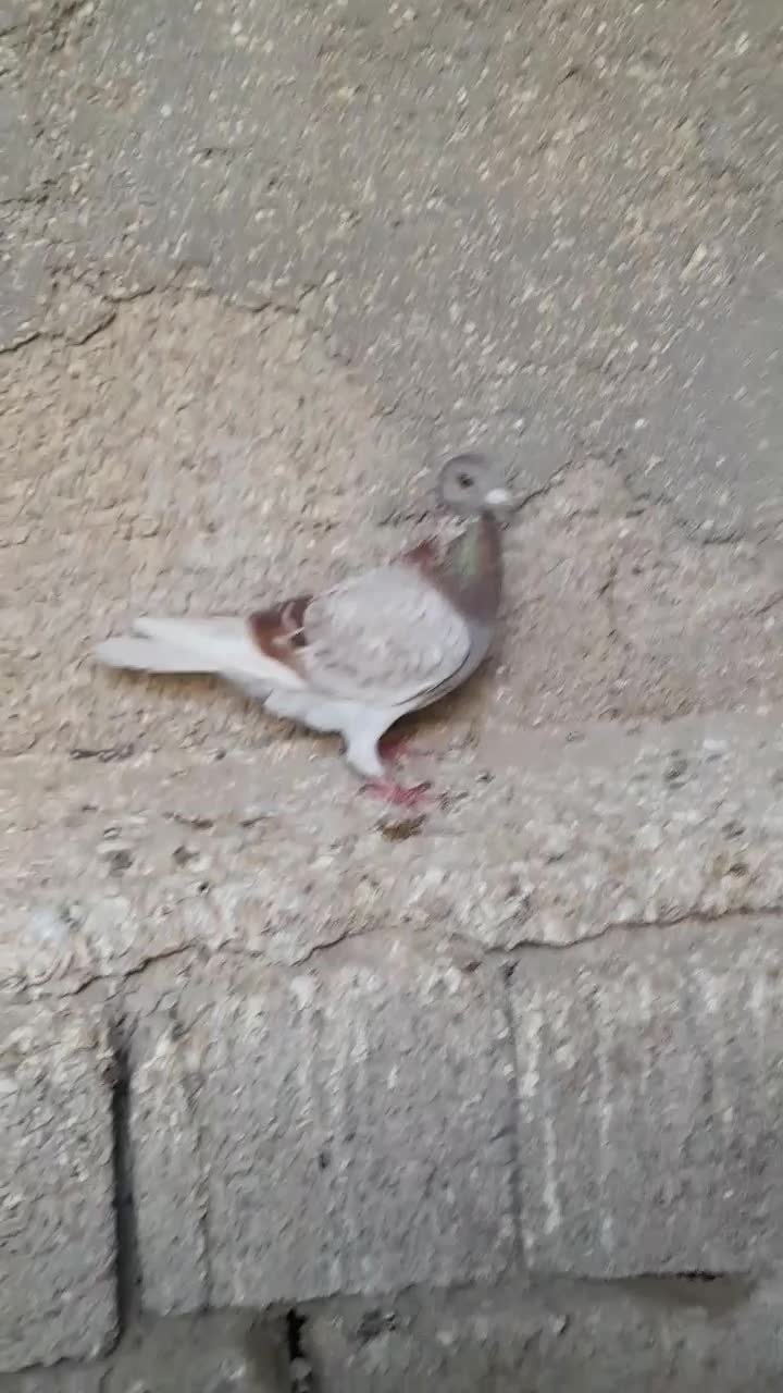کبوتر پوس پیازی معامله معامله|پرنده|برازجان, |دیوار