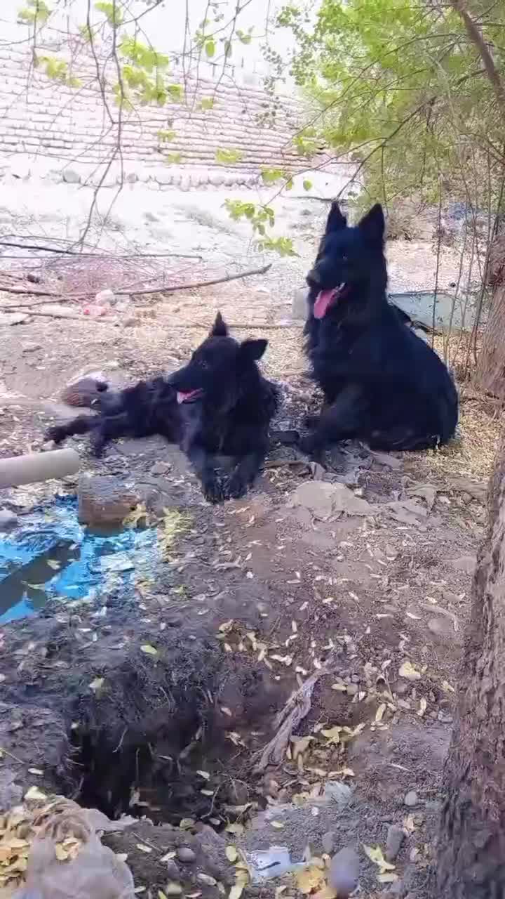 سگ ژرمن شولاین مو بلند وارداتی|سگ|جیرفت, |دیوار