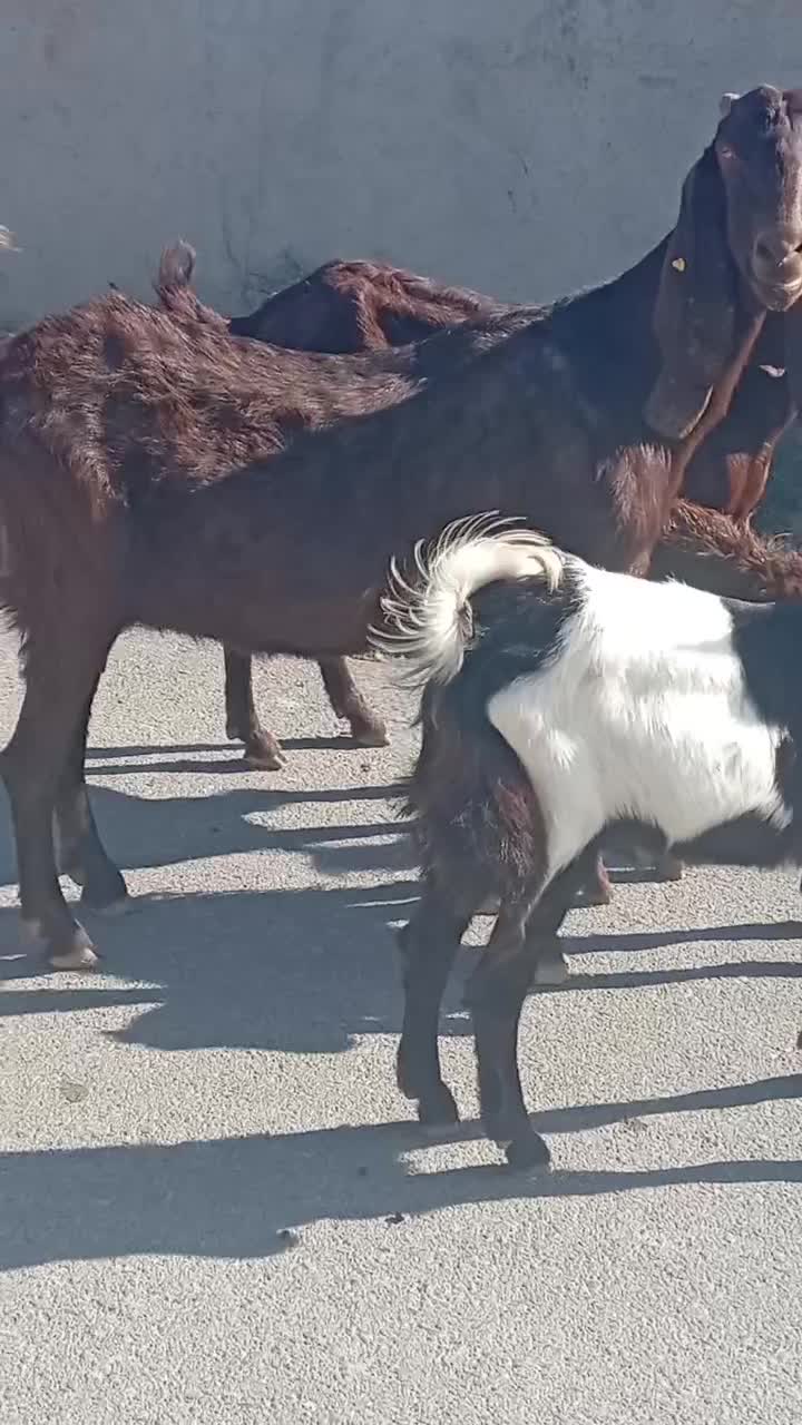 سه راس بز پاکستانی آبستن سنوشده با دوراس بزغاله|حیوانات مزرعه|سیمین شهر, |دیوار