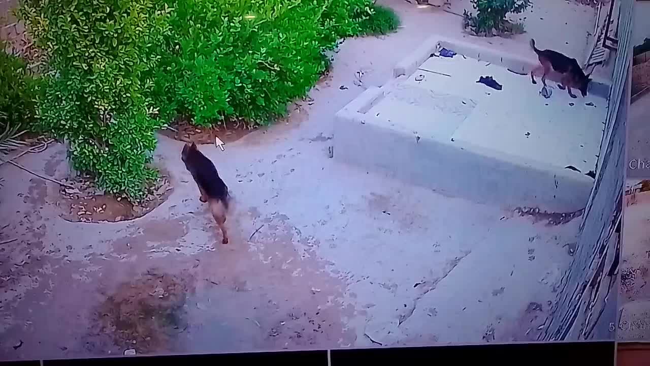 ژرمن شپرد نر و ماده یک و نیم ساله|سگ|بندر کنگان, |دیوار