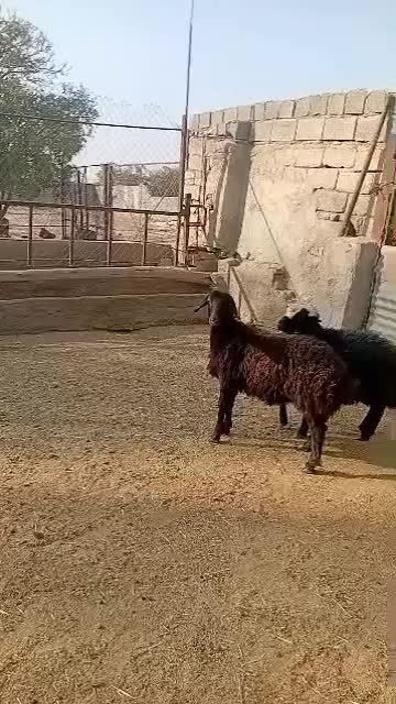 بره نر|حیوانات مزرعه|هشتگرد, تهران دشت|دیوار