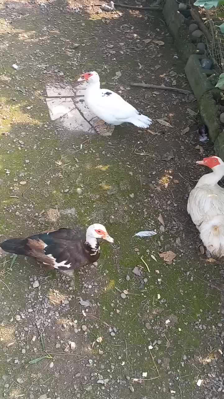 تخم نطفه دار اردک محلی و روسی برای جوجه کشی|حیوانات مزرعه|رشت, حومه رشت|دیوار