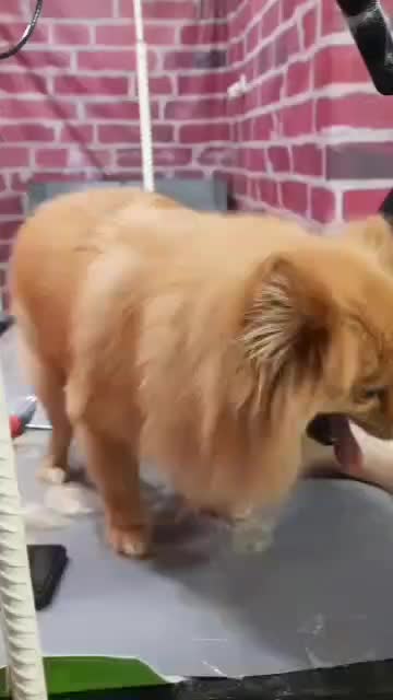 گمشده مژدگانی چشم گیر به یابنده|حیوانات|تهران, هاشمی|دیوار