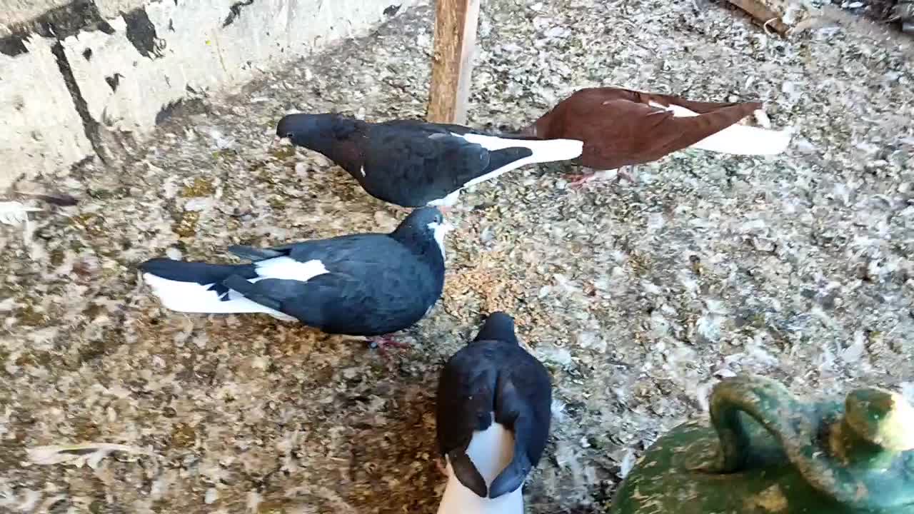 4عددسیاه پوش|پرنده|اقبالیه, |دیوار