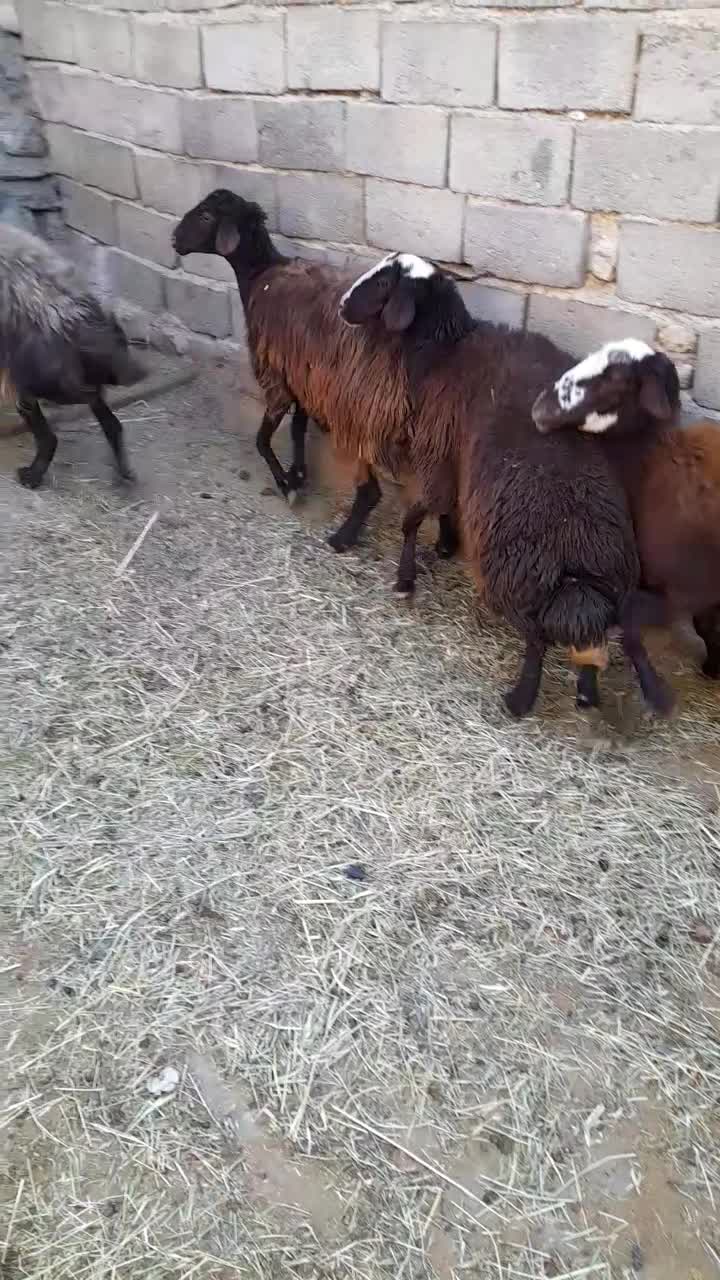 میش قره قزل|حیوانات مزرعه|ماهنشان, |دیوار