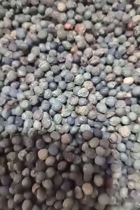 پسته کوهی|خوردنی و آشامیدنی|صفادشت, |دیوار