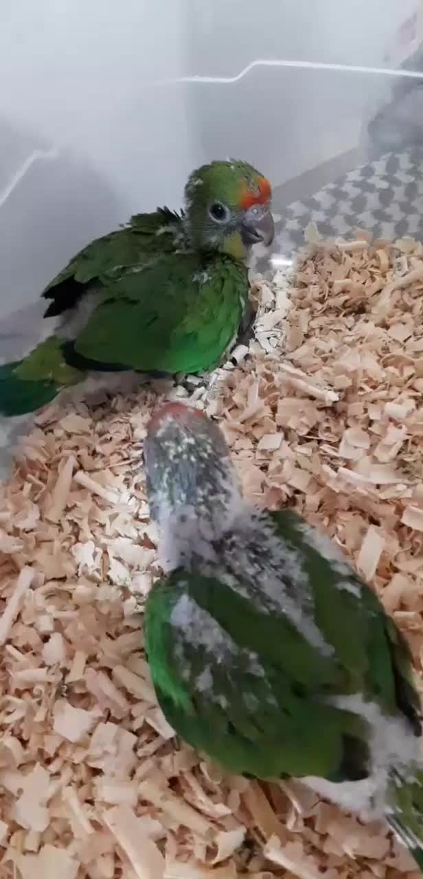 جوجه طوطی پیشانی هلویی خورشیدی راهب گرینچیک|پرنده|محمدشهر, شهرک چمران|دیوار