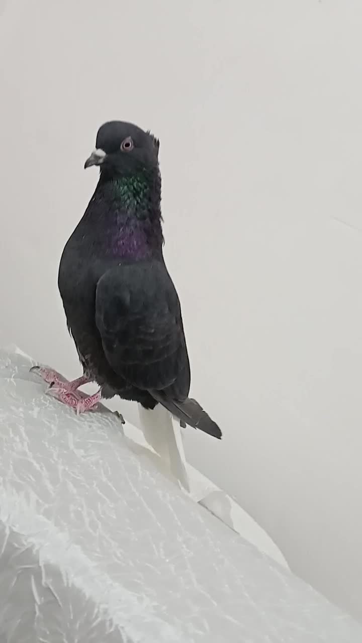 کفتر ،دم سفید|پرنده|فردوس (خراسان), |دیوار