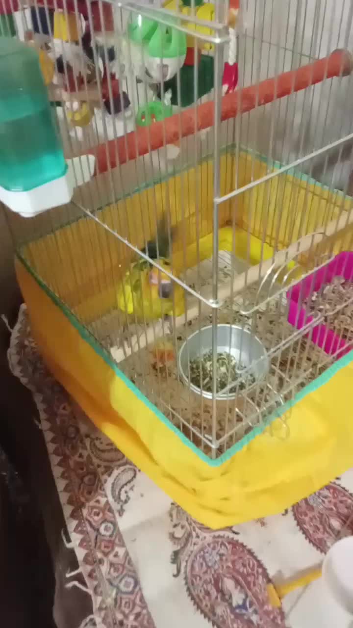 طوطی خورشیدی پشت زرد|پرنده|سنندج, |دیوار