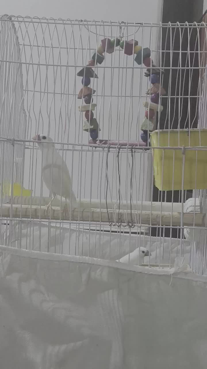 فنچ نرگسی|پرنده|خاش, |دیوار