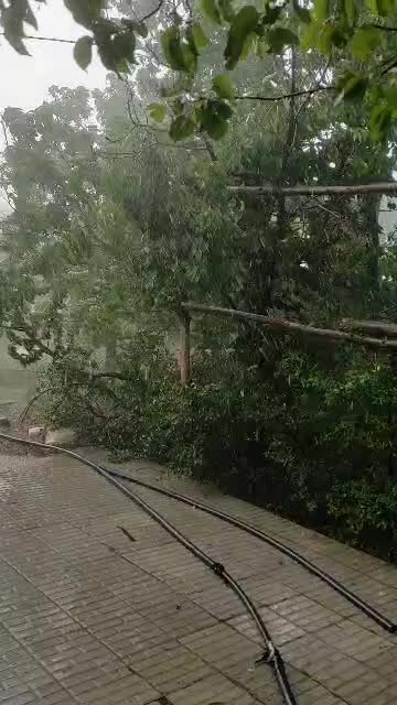 27 قصب خونه باغ ساردوئیه|فروش زمین و ملک کلنگی|رودبار (کرمان), |دیوار