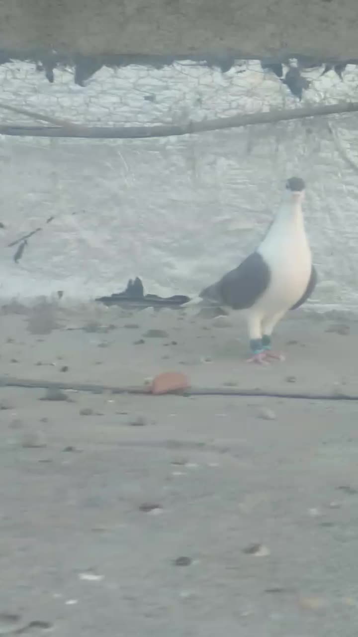 کبوتررنگی|پرنده|خان ببین, |دیوار