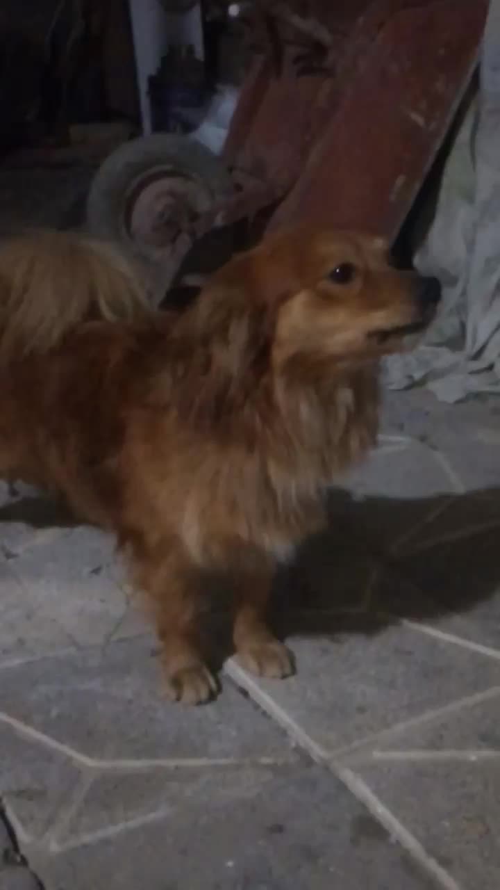 سگ پامر|سگ|مشهد, امیرآباد|دیوار