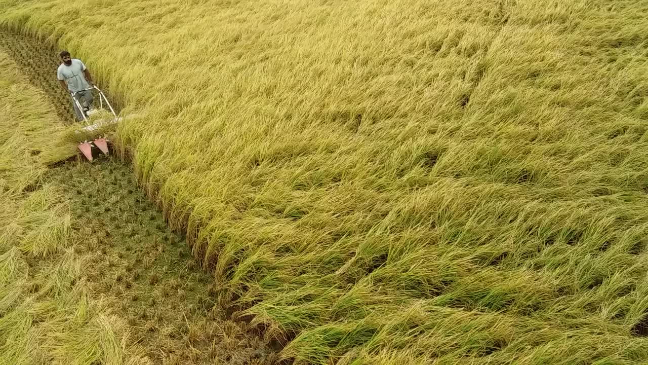 برنج طارم هاشمی اصیل با عطر وطعم بینظیر کشت خودم|خوردنی و آشامیدنی|نکا, |دیوار