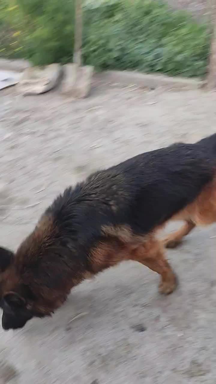 واگذاری سگ ژرمن|سگ|ساری, |دیوار