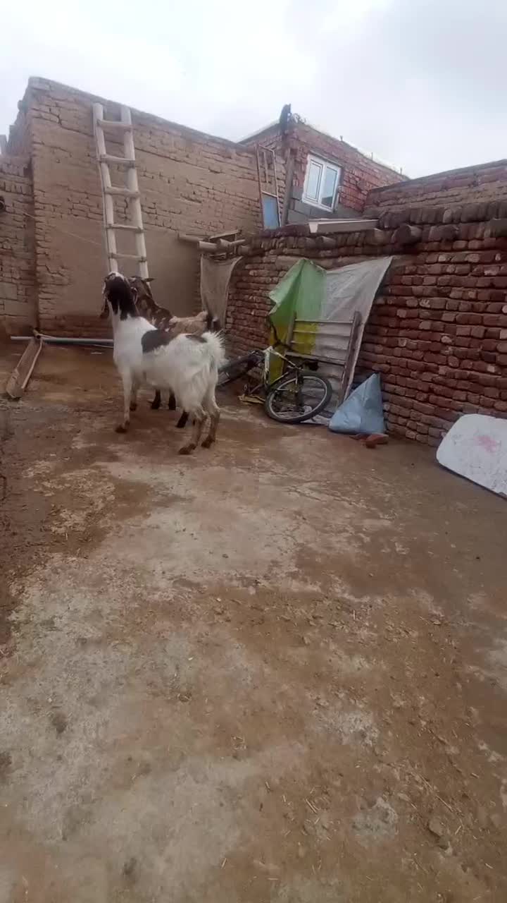 2عدد بز|حیوانات مزرعه|بناب, |دیوار