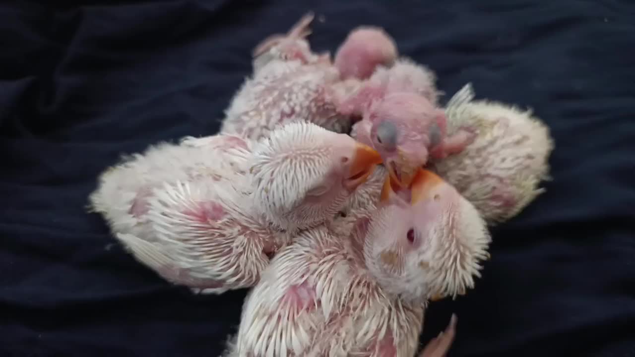 فروش پرندە|پرنده|سنندج, |دیوار