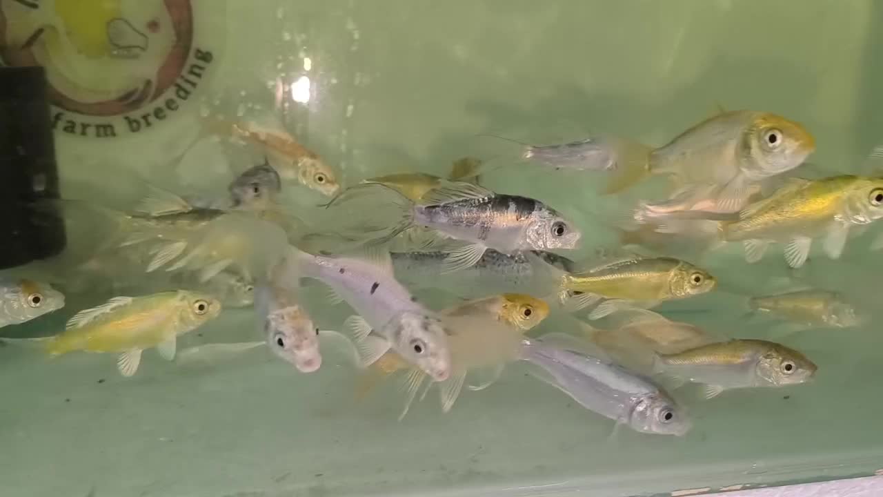 فروش ماهی کوی|ماهی|مشهد, انقلاب|دیوار