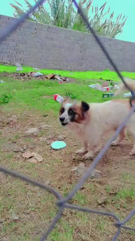 سگ پاکوتاه|سگ|بهشهر, |دیوار