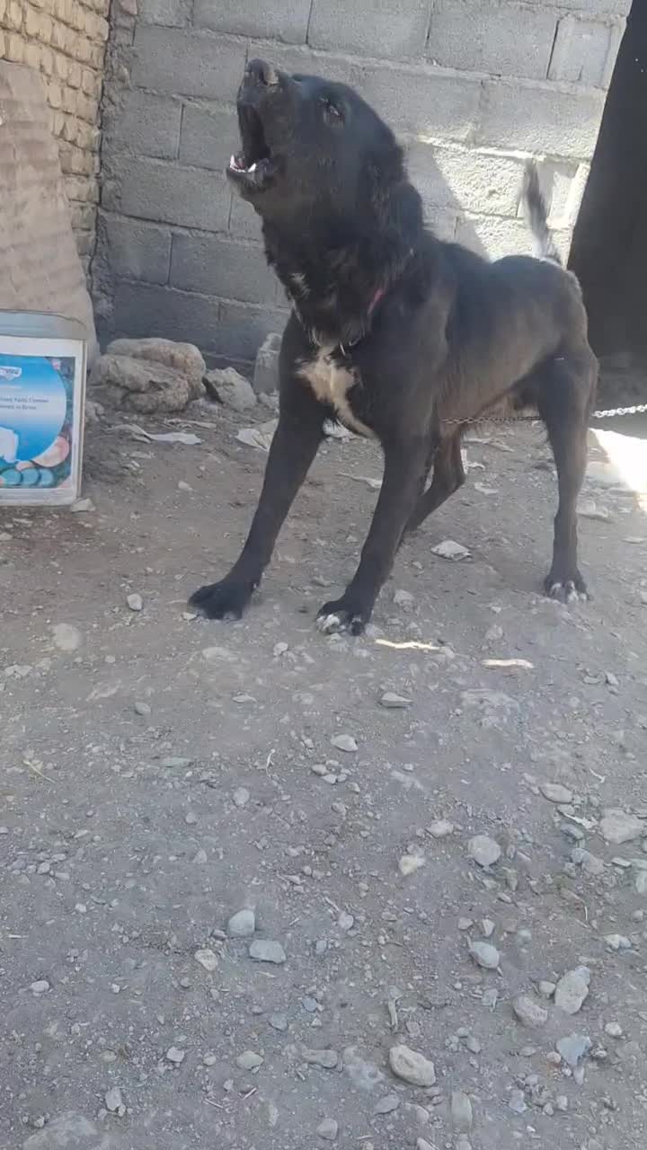 نربدردبخور|سگ|بلداجی, |دیوار