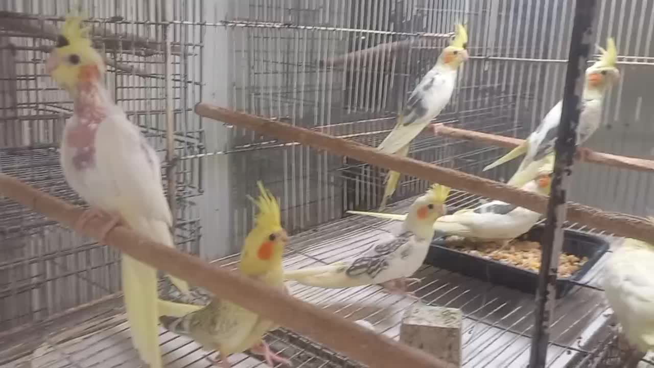 جوجه عروس هلندی دو کت|پرنده|بابل, |دیوار