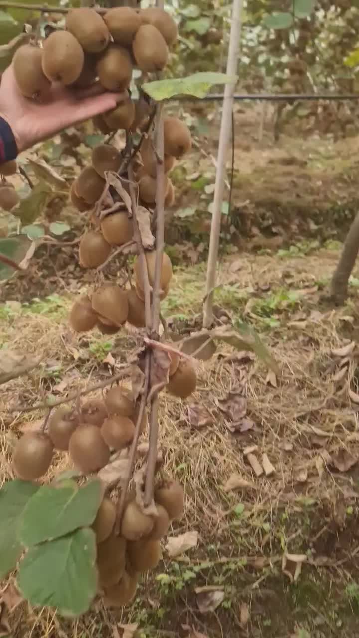 ۴۰ تن کیوی درشت موجود هست|خوردنی و آشامیدنی|حویق, |دیوار