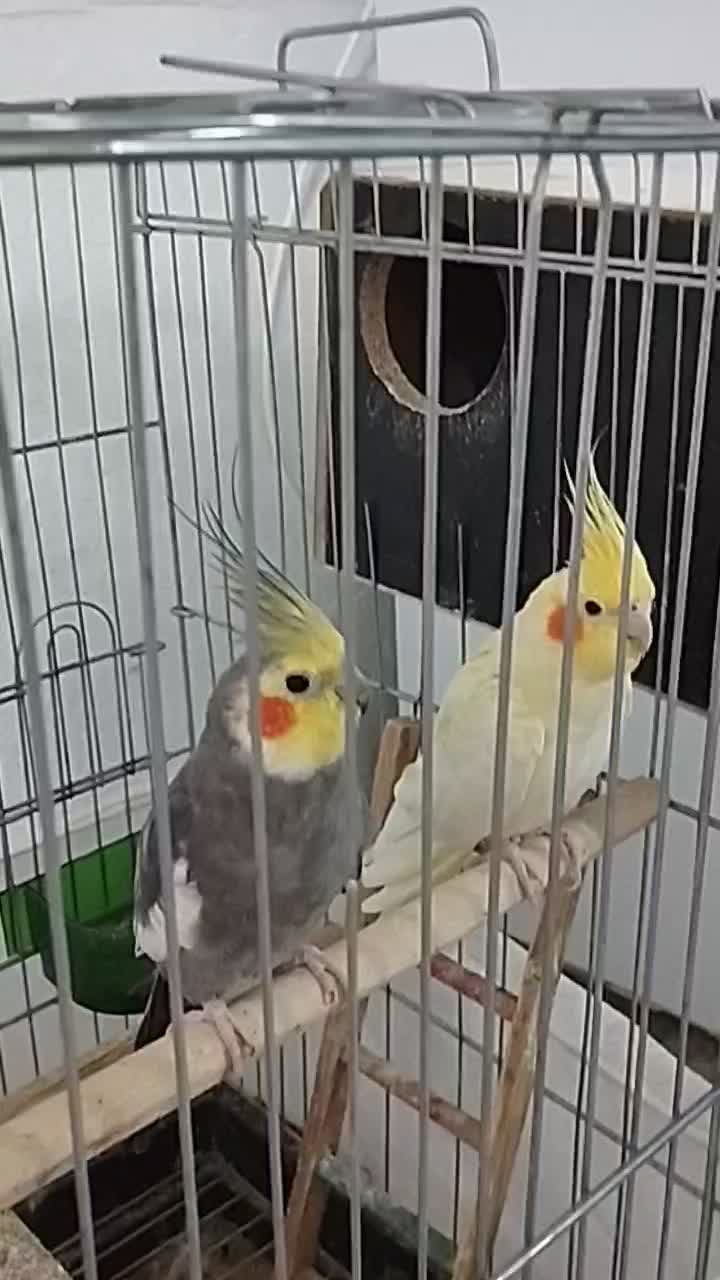 عروس هلندی با 3 تا جوجه|پرنده|کوهدشت, |دیوار