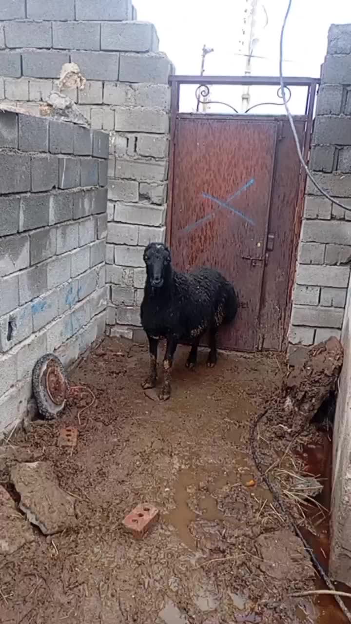 10عدد گوچ|حیوانات مزرعه|نظر کهریزی, |دیوار