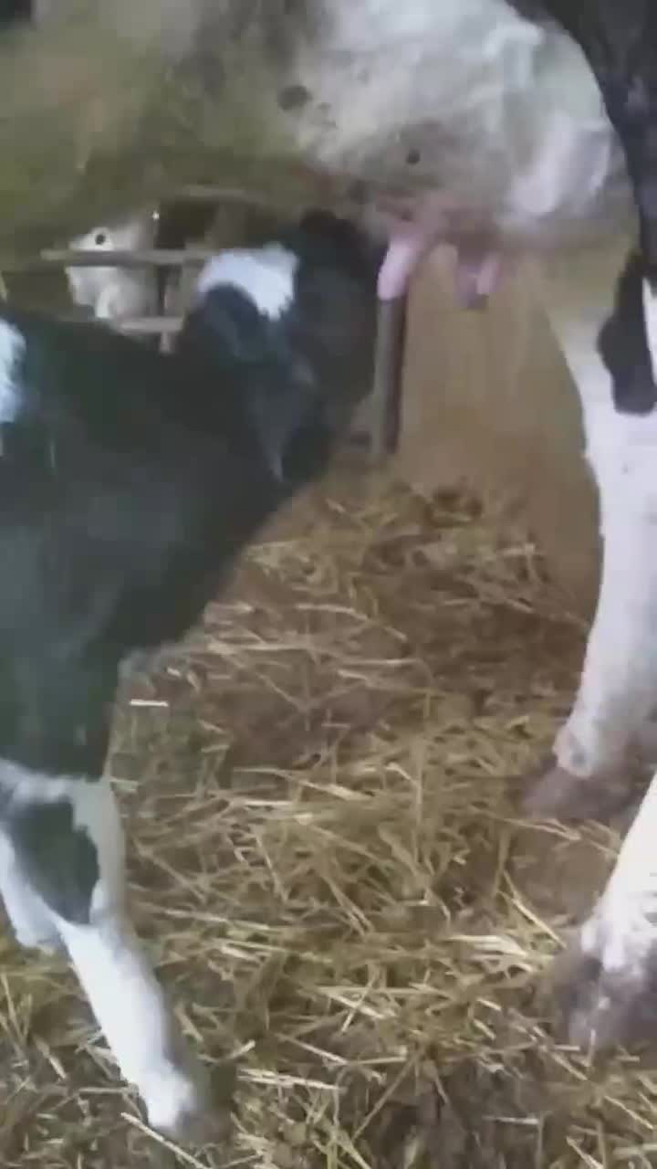 گوساله ماه یک هفته ای|حیوانات مزرعه|لالجین, |دیوار