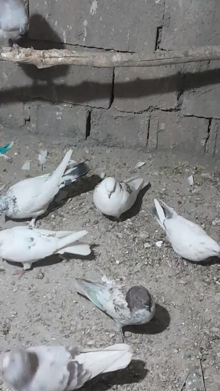 کبوتر اصفهانی، تهرانی  ،کاشانی ،پرشی|پرنده|میمه, |دیوار