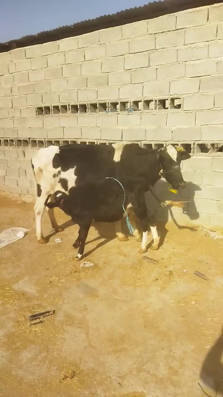 گاو دامداری و داشت درجه یک|حیوانات مزرعه|باوی, |دیوار