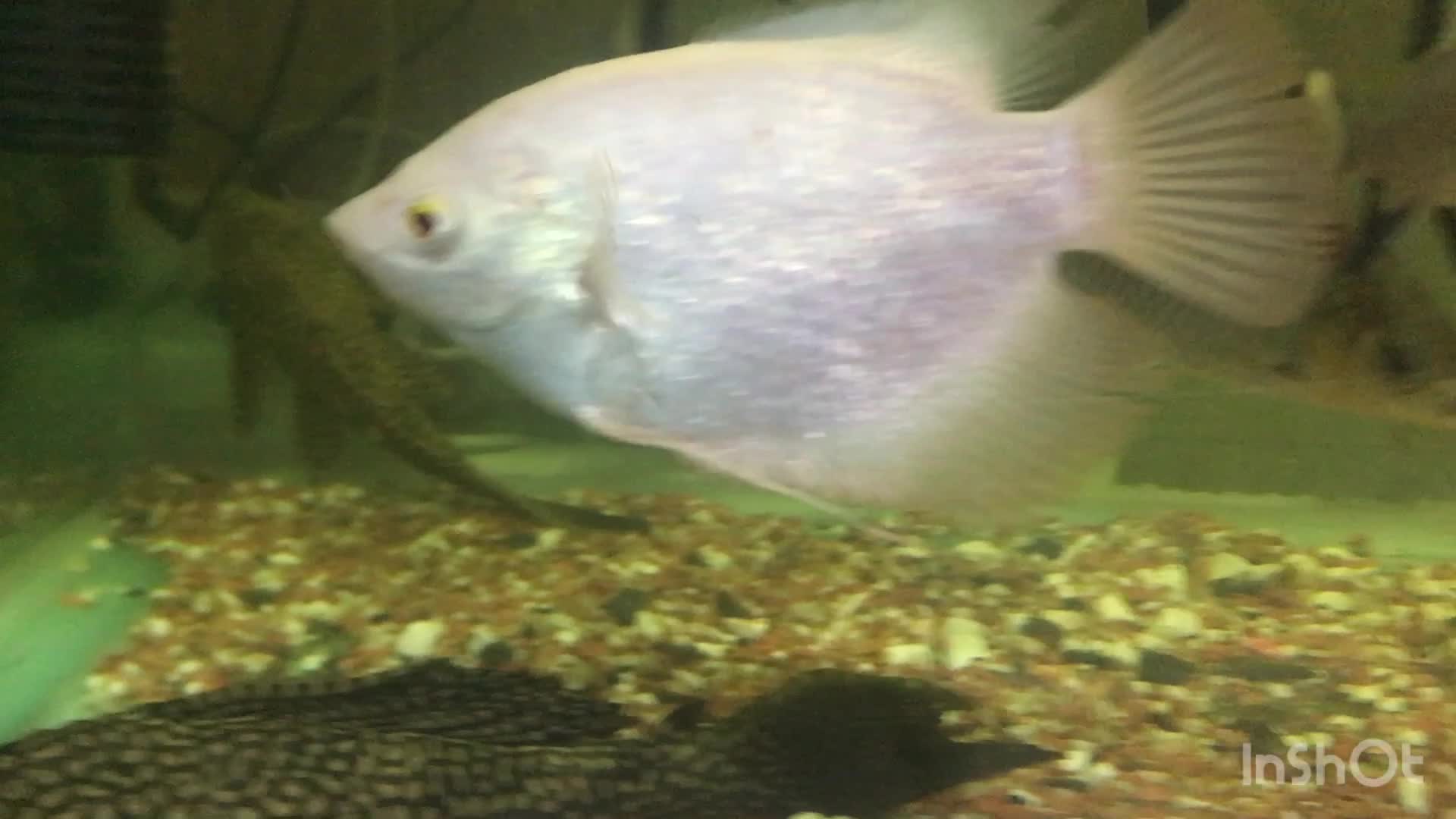 3 عدد سیلورشارک اورسایز|ماهی|اردبیل, |دیوار