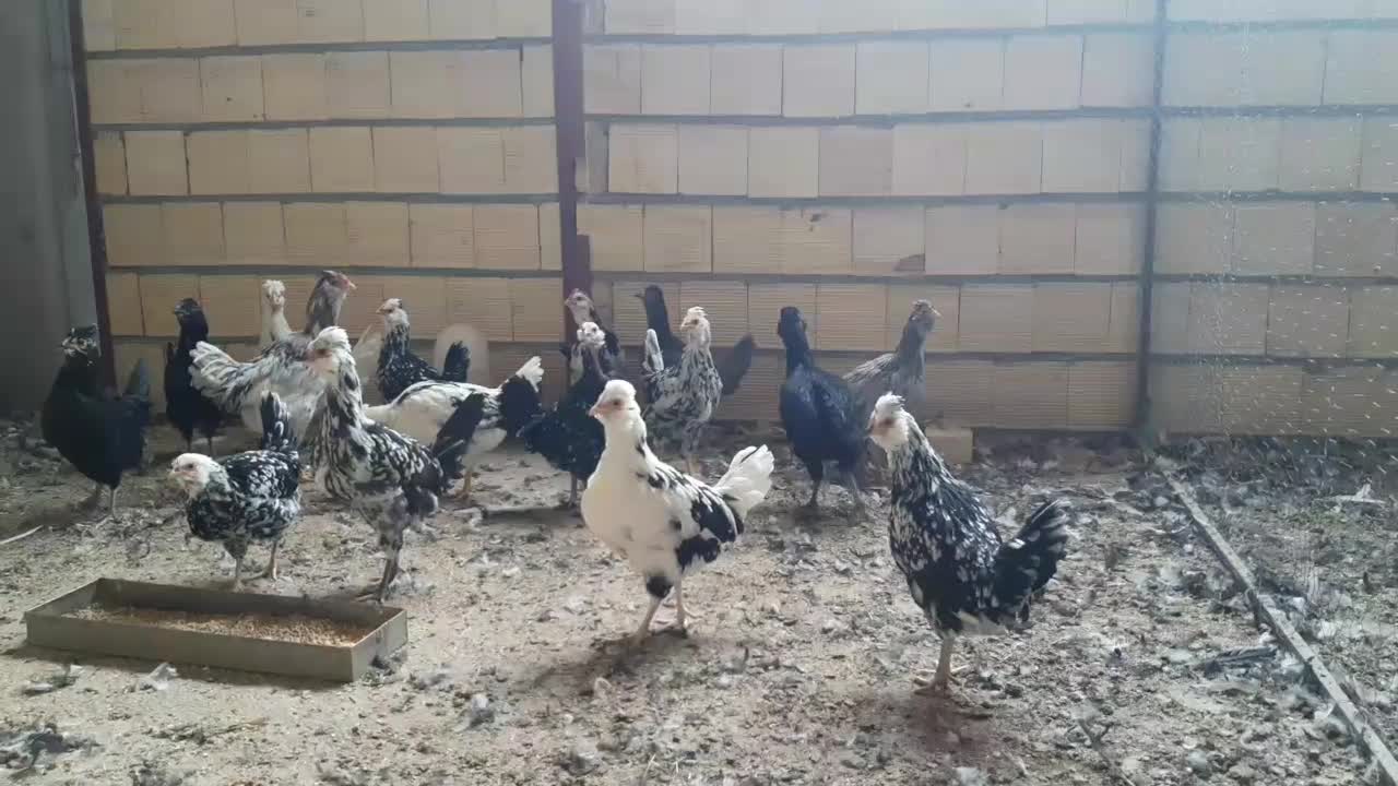 خروس و مرغ گلین اصل|حیوانات مزرعه|فرخشهر, |دیوار