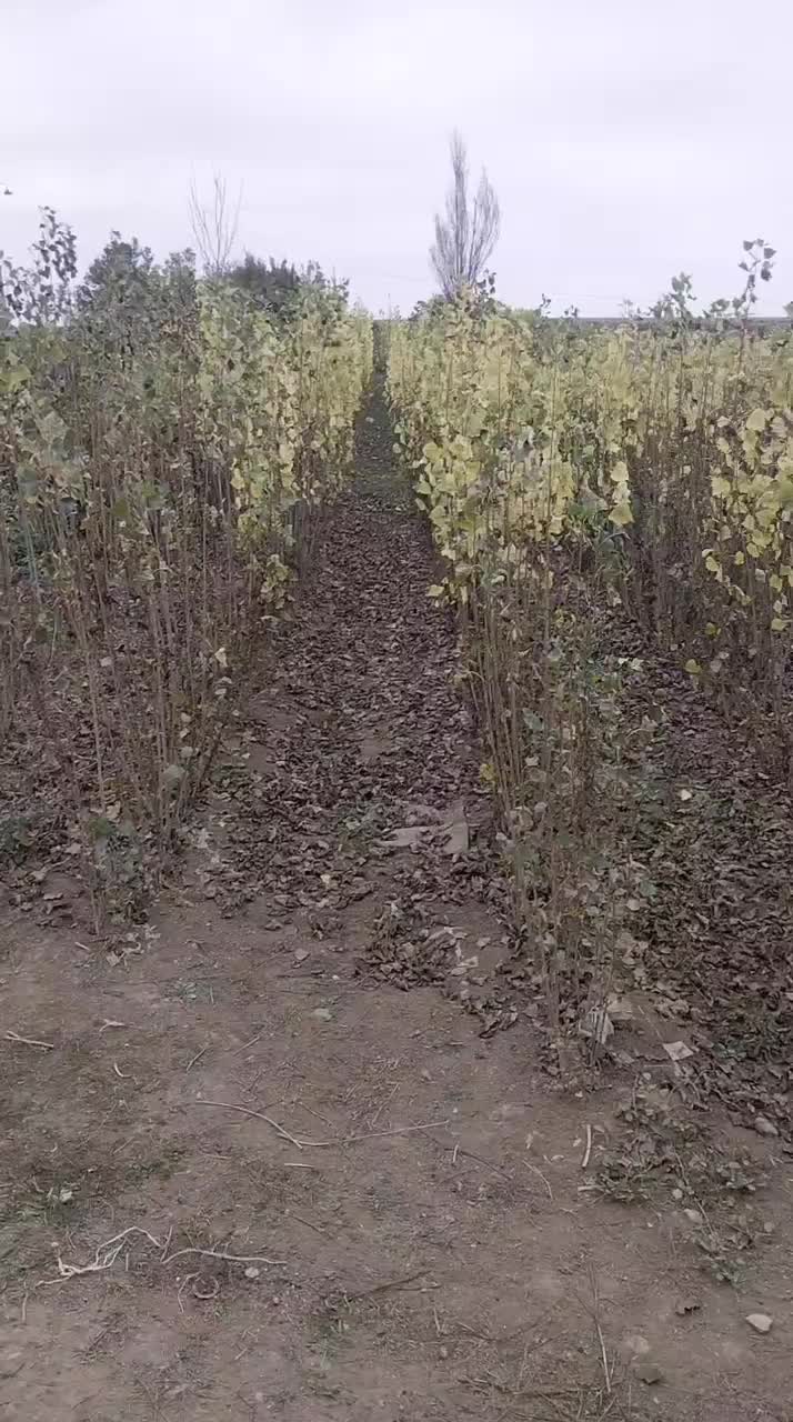 نهال صنوبر نیگرا|خدمات باغبانی و درختکاری|قشلاق دشت, |دیوار