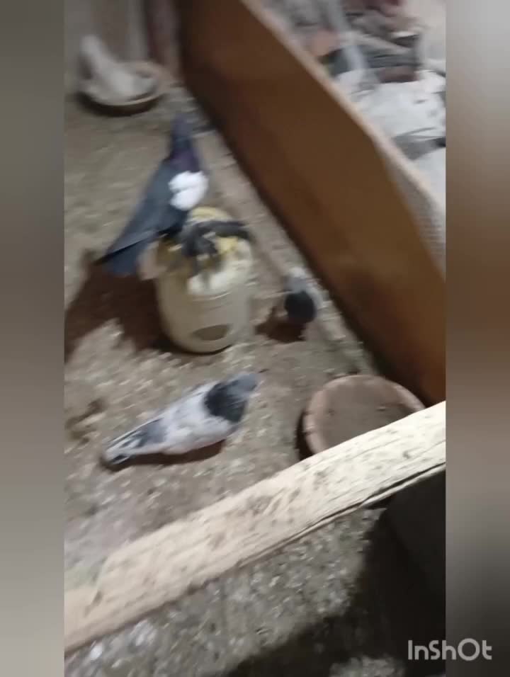 سیزده عدد کفتر در عجب شیر|پرنده|عجب شیر, |دیوار