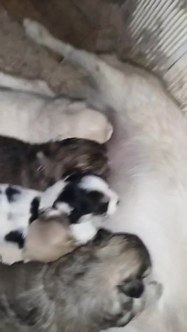 پنج تا توله سگ نژاد پامر اشپیتز قیمت خوب|سگ|برخوار, |دیوار