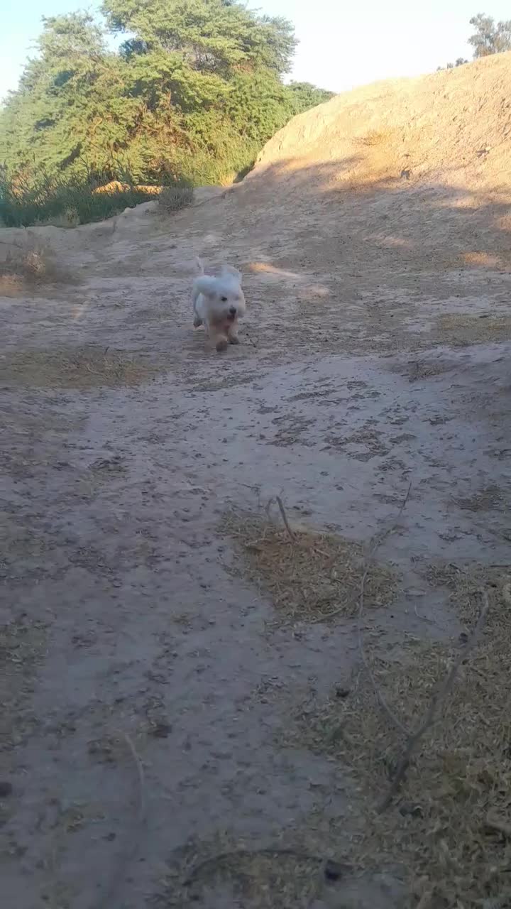 سگ پاکوتاه|سگ|امیدیه, |دیوار