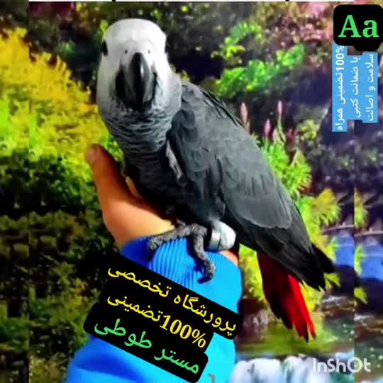کاسکو گرینچیک راهب ملنگو شاه طوطی لوری خورشیدی|پرنده|تهران, ستارخان|دیوار