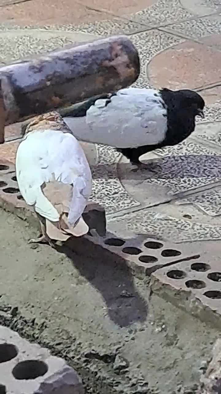 سینه سیاه دوکت سفید پریده کبوتر|پرنده|کرمان, |دیوار