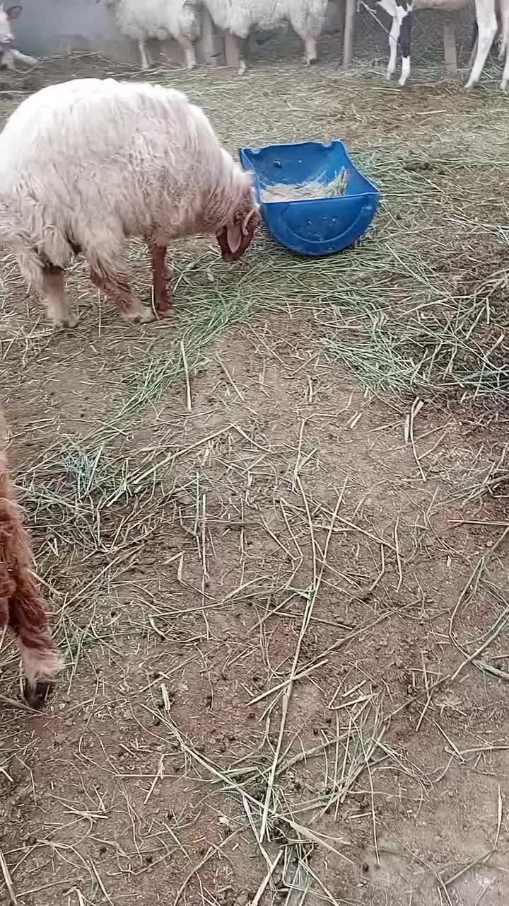 شادگان|حیوانات مزرعه|شادگان, |دیوار