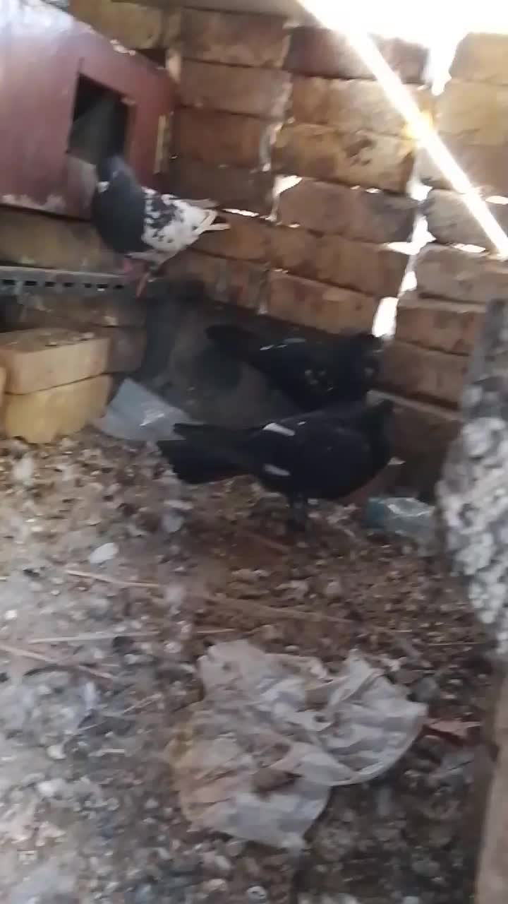 کفتر|حیوانات|فولادشهر, C1|دیوار