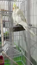 عروس هلندی|پرنده|شاهین‌شهر, فردوسی|دیوار