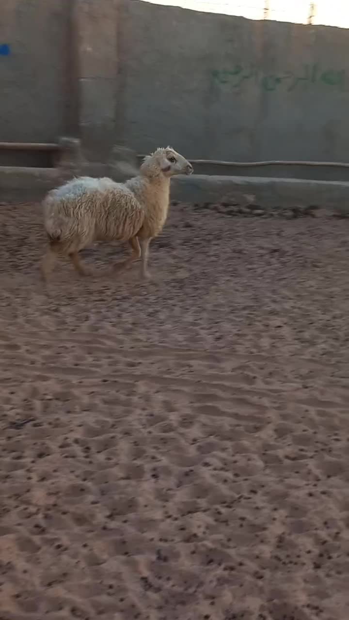 ۱ راس تقلی شیرازیی|حیوانات مزرعه|فردوس (خراسان), |دیوار