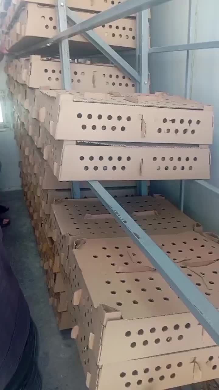 جوجه محلی 5روزه|حیوانات مزرعه|نیشابور, بلوار گلها|دیوار