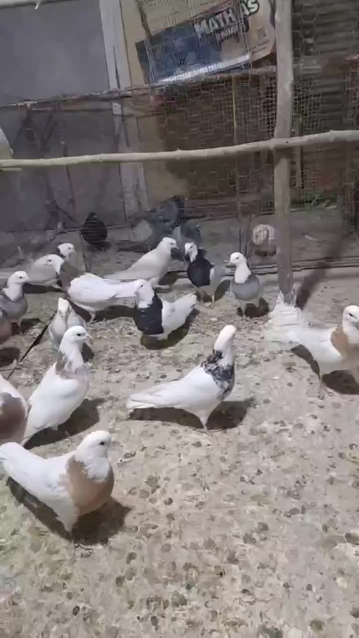 کبوتر طوقی|پرنده|همدان, |دیوار