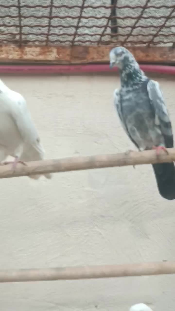 کفتر|پرنده|شهریار, رضی آباد بالا|دیوار