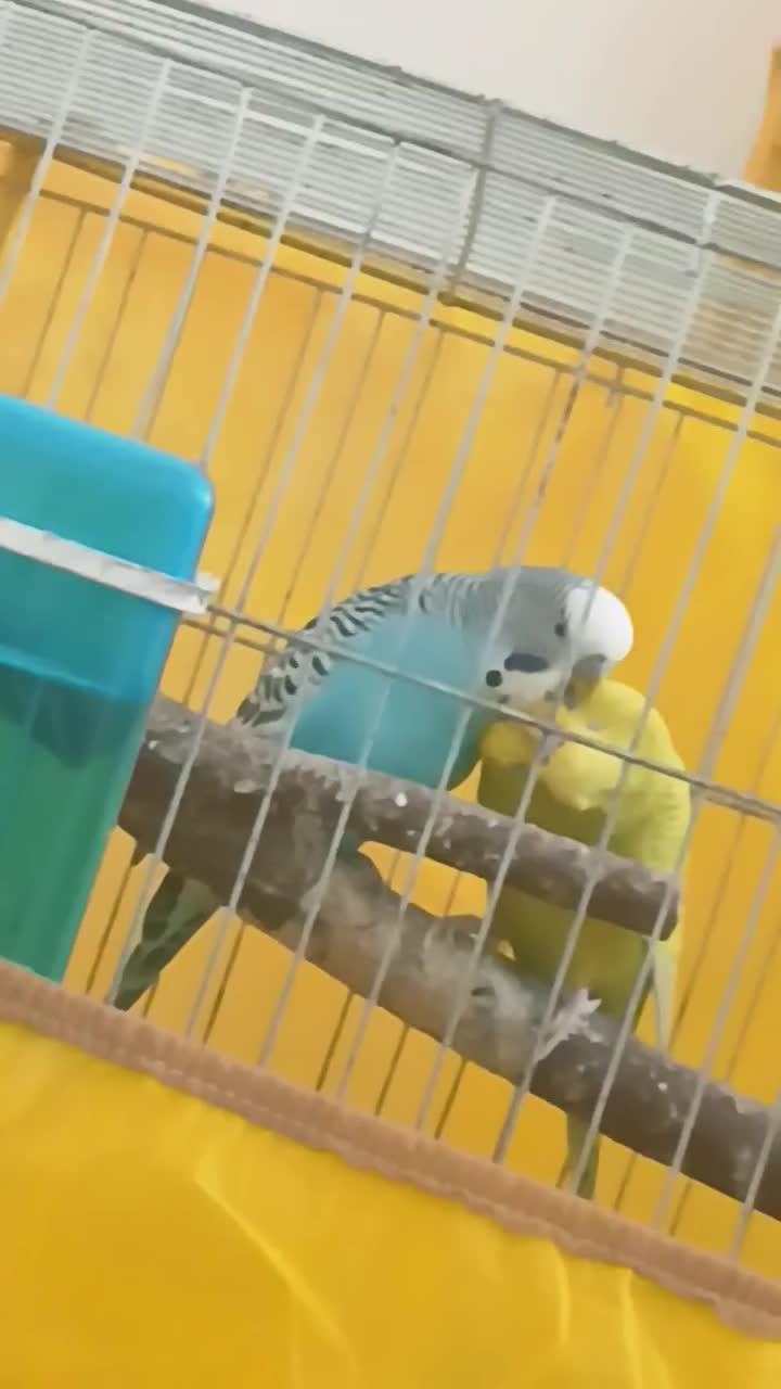 شیائومی ردمی(مرغ عشق)|موبایل|بم, |دیوار