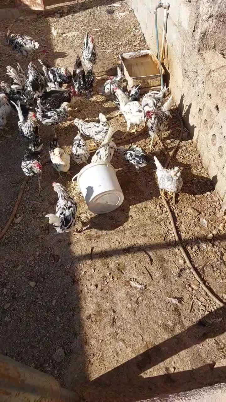 مرغ و خروس گلین لری پنگئنی ریشو ۴۰ تاج|حیوانات مزرعه|دهق, |دیوار