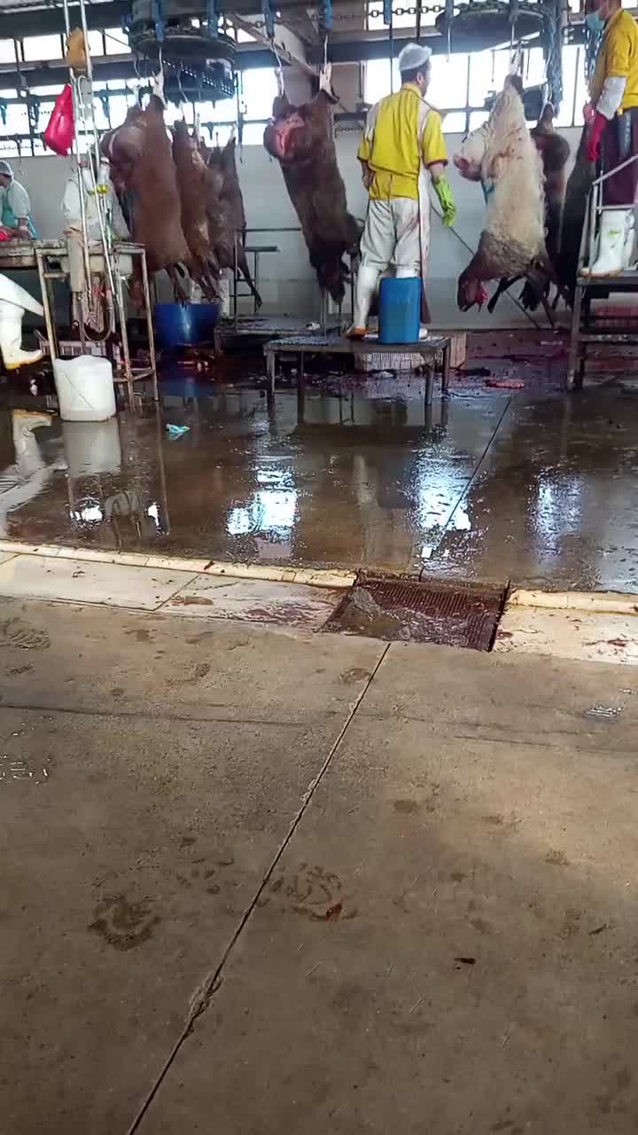 خط اول کشتارگاه مشهد انوای داخلی گوسفند|حیوانات مزرعه|مشهد, جلالیه|دیوار