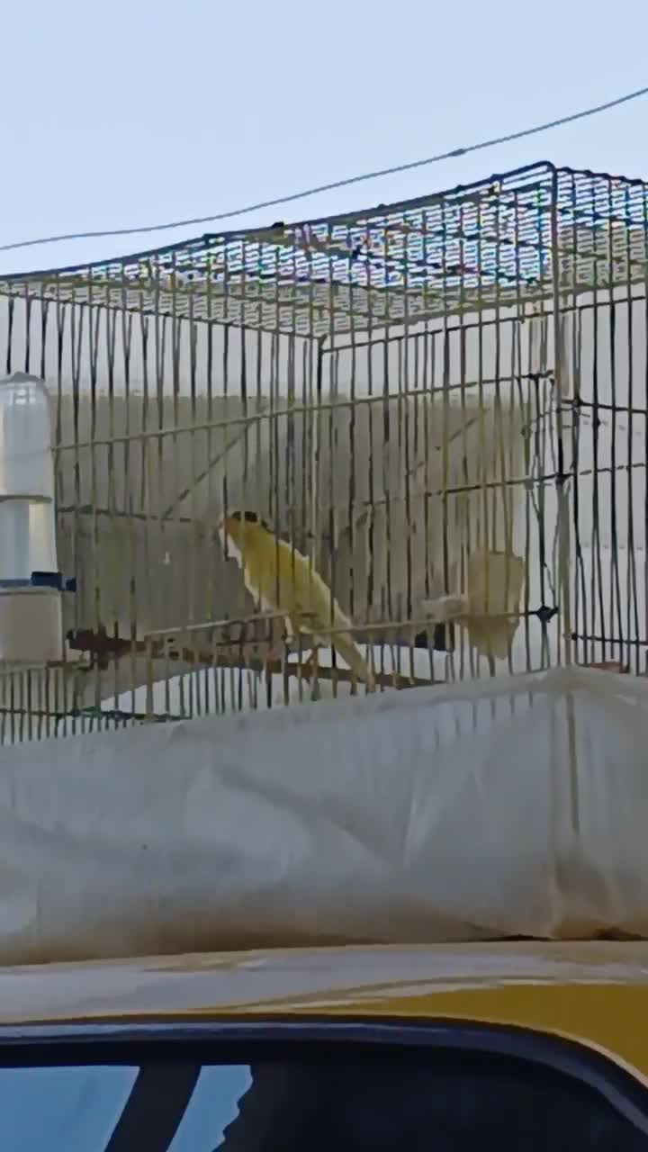 قناری نر مست مست ماده گیر|پرنده|اندیمشک, |دیوار